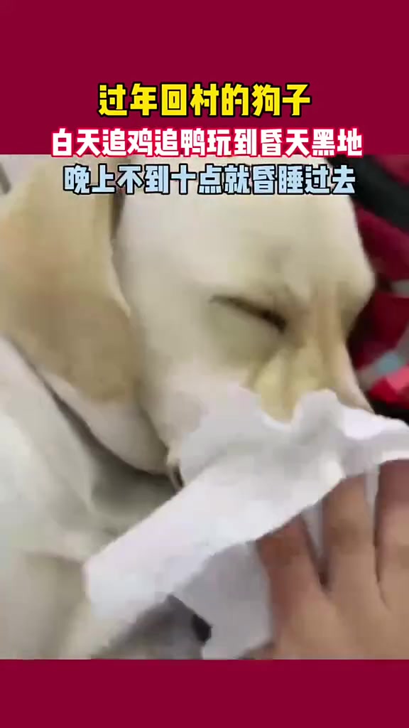 过年回村的狗子，白天追鸡追鸭玩到昏天黑地，晚上不到十点就昏睡