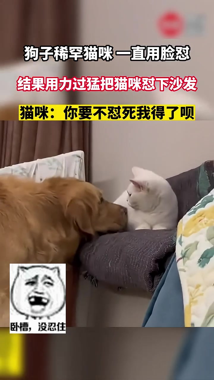 狗子稀罕猫咪一直用脸怼，结果用力过猛把猫咪怼下沙发