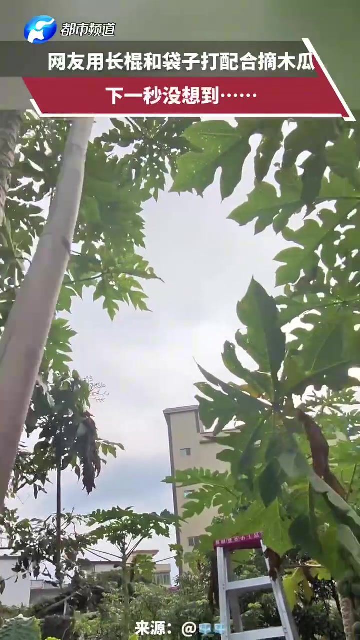 网友用长棍和袋子打配合摘木瓜，下一秒没想到