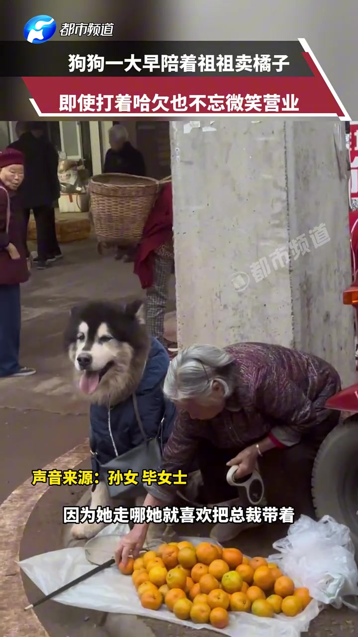 狗狗一大早陪着祖祖卖橘子，即使打着哈欠也不忘微笑营业