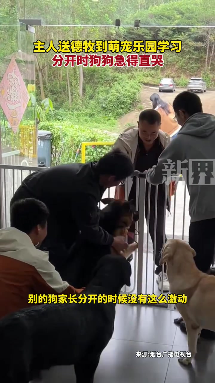 主人送德牧到萌宠乐园学习，分开时狗狗急得直哭