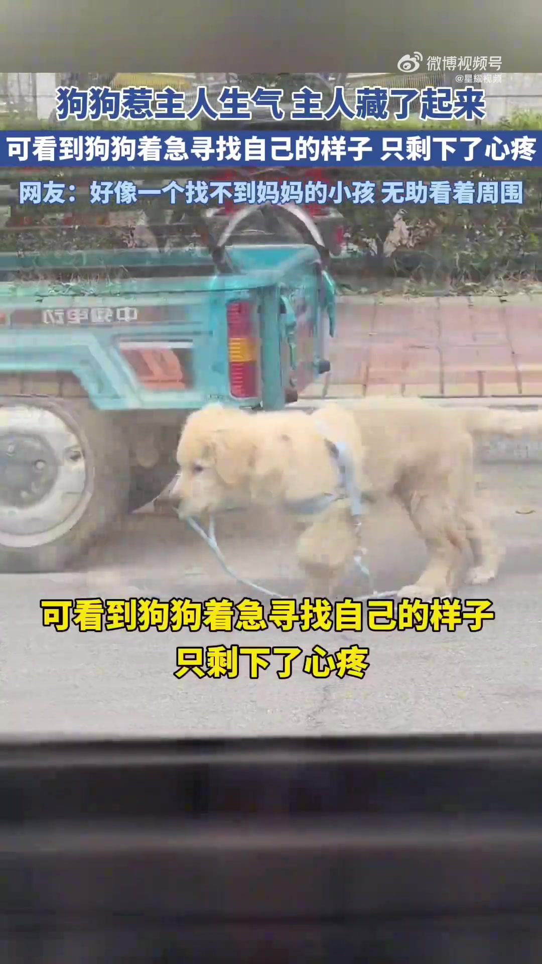 狗狗叼着牵引绳四处张望寻找主人