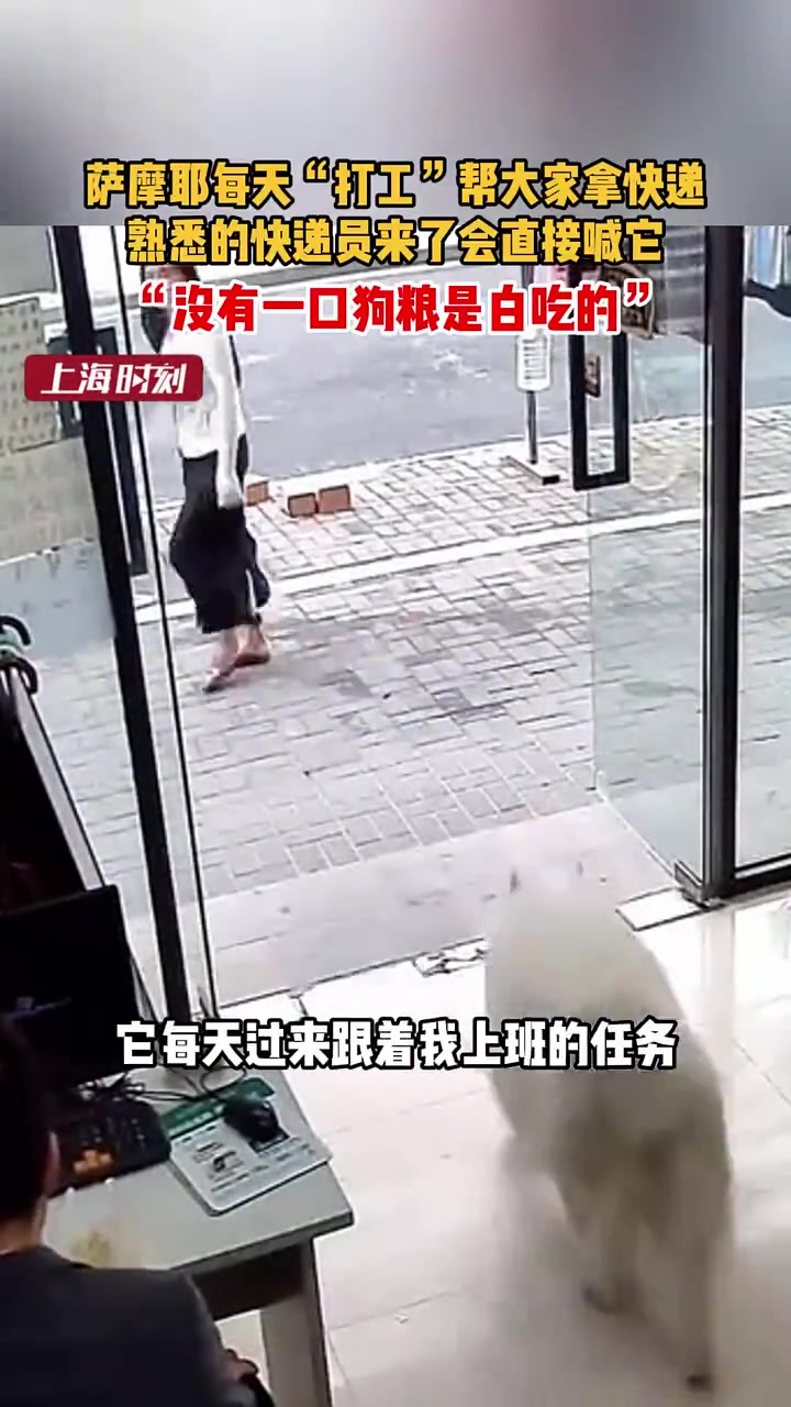 萨摩耶每日“勤工”为大家取快递，熟悉的快递员到时会直接呼唤它