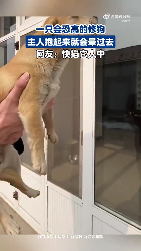 恐高的修狗，主人抱起来就会晕过去，网友：快掐它狗中