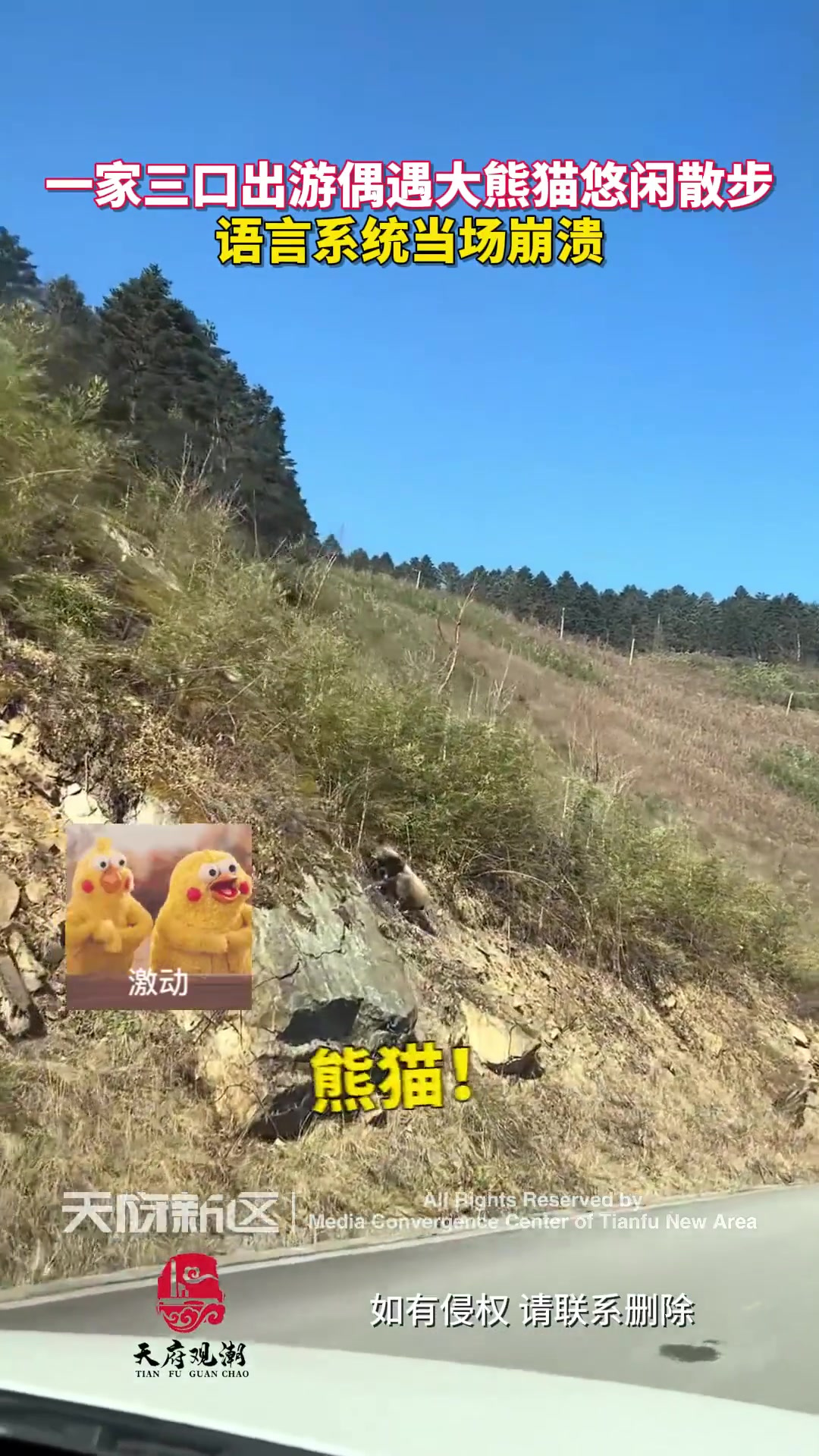 一家三口出游偶遇大熊猫悠闲散步，语言系统当场崩溃