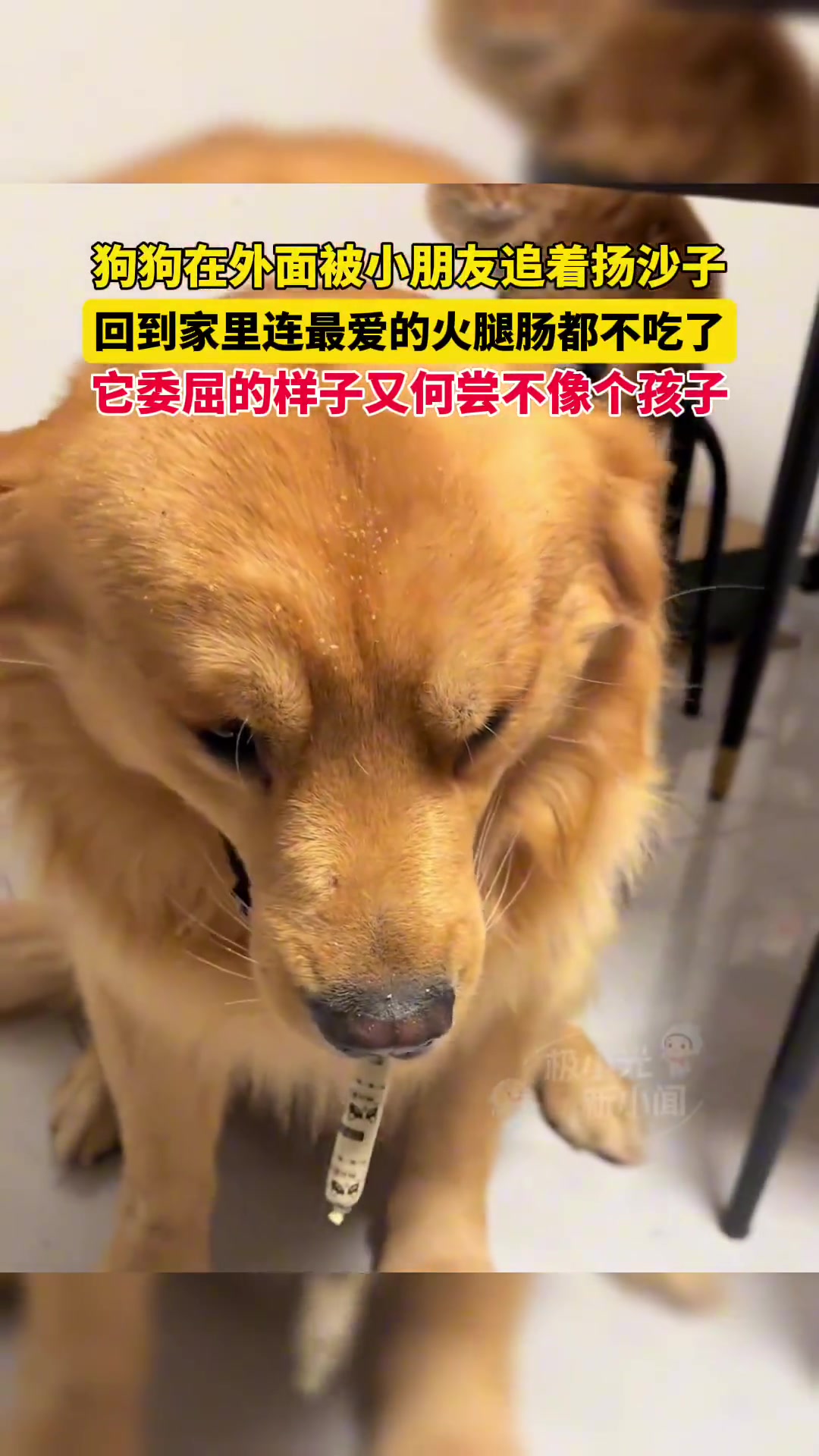 狗狗在外面被小朋友追着扬沙子，回到家里连最爱的火腿肠都不吃了