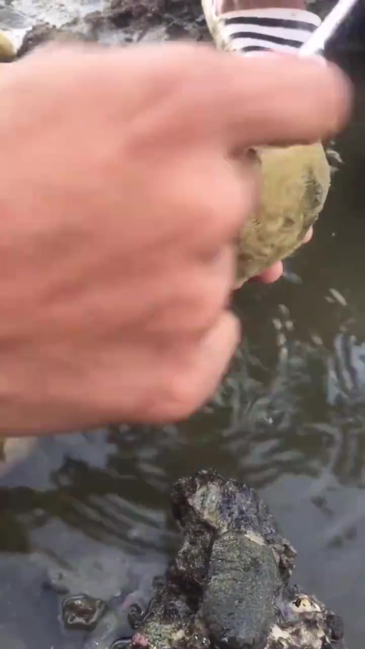 一口鲜掉舌头