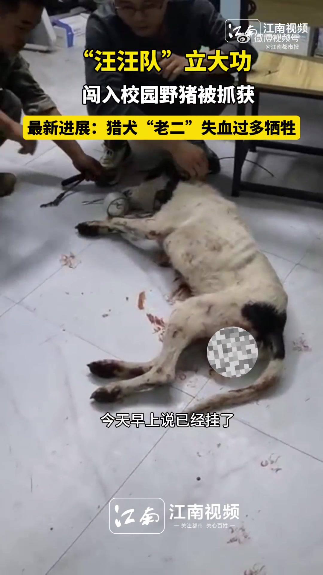 江南都市报直击野猪抓捕，汪汪队立大功