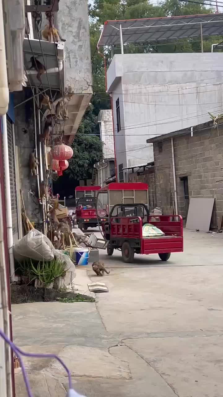 这猴子太猖狂了！门都不敢开了