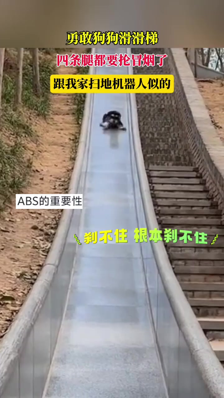 勇敢狗狗滑滑梯，四条腿都要抡冒烟了