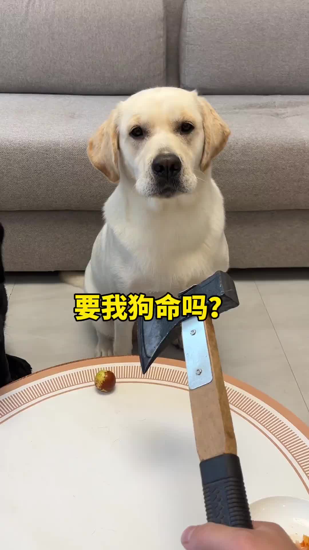 狗：你和我玩真的呀