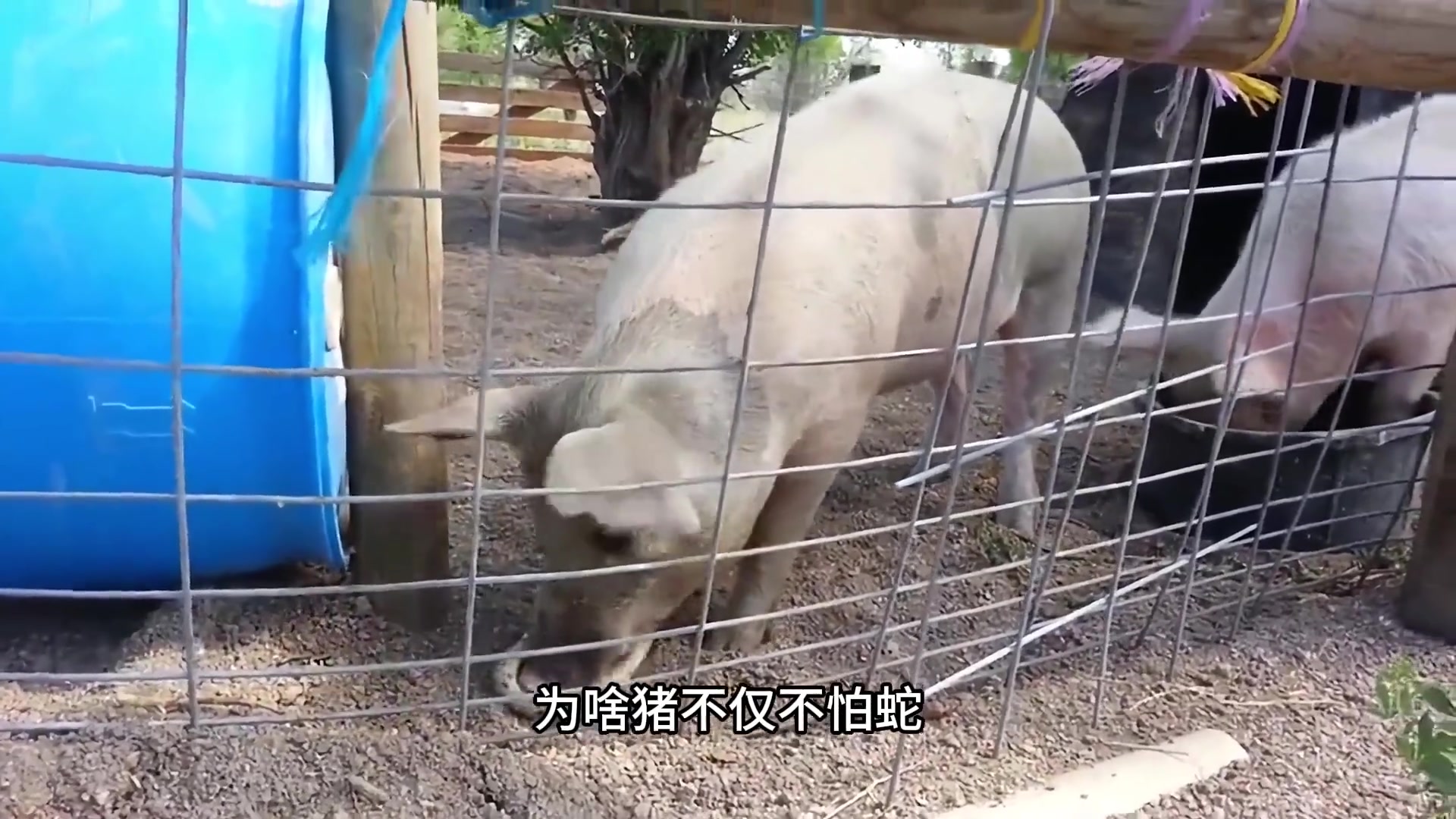 猪竟然也是蛇的克星猪为啥能克蛇呢?