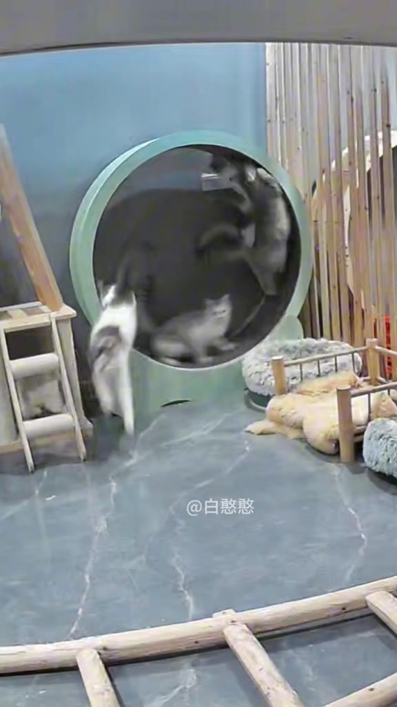 这猫一看就是练家子直接拉爆你们