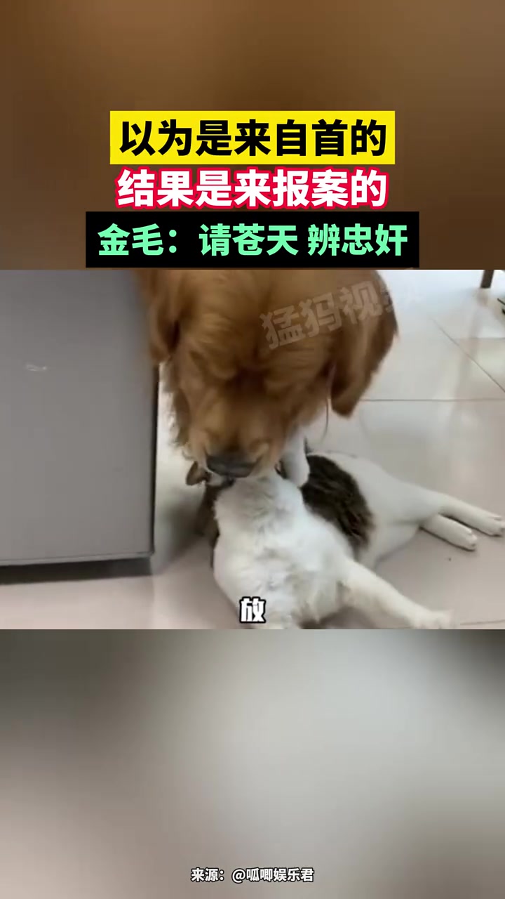 以为是来自首的，结果是来报案的
