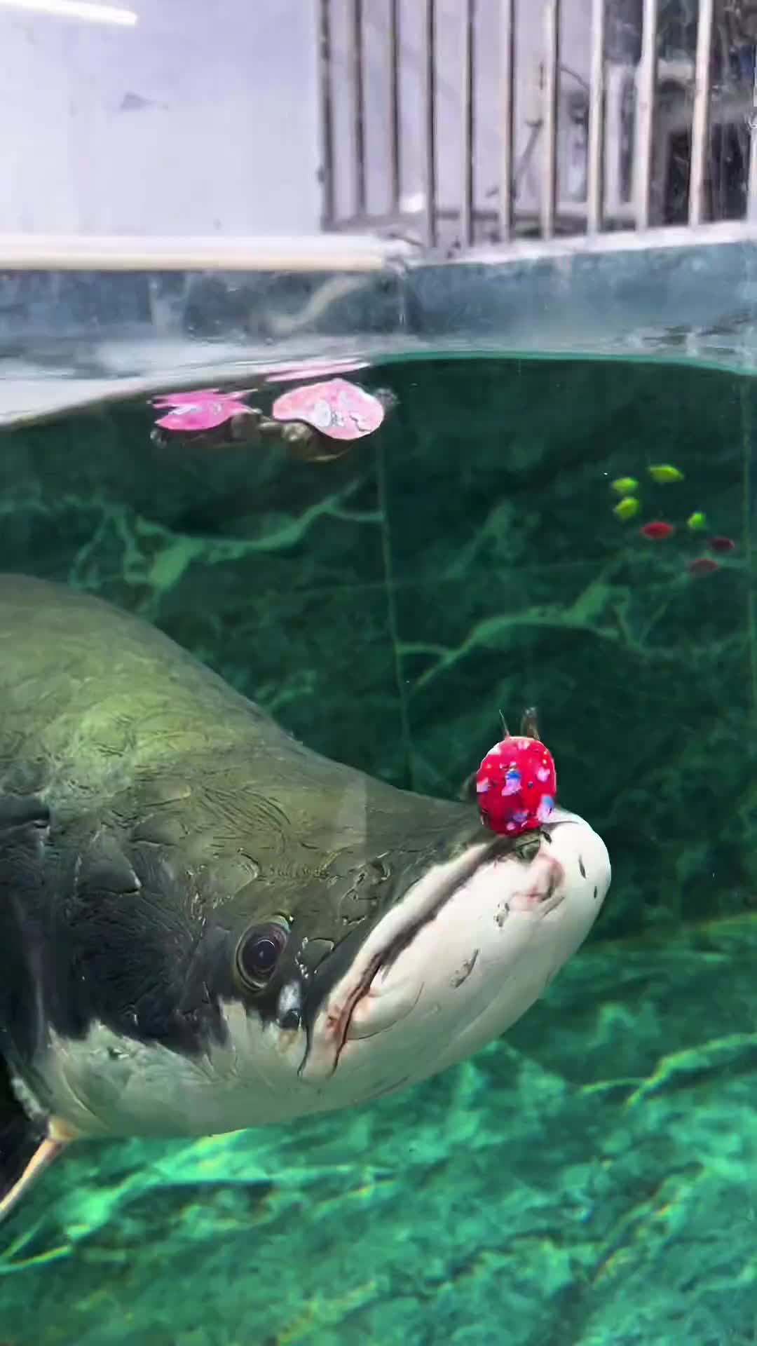 明知山有虎，偏向虎山行！