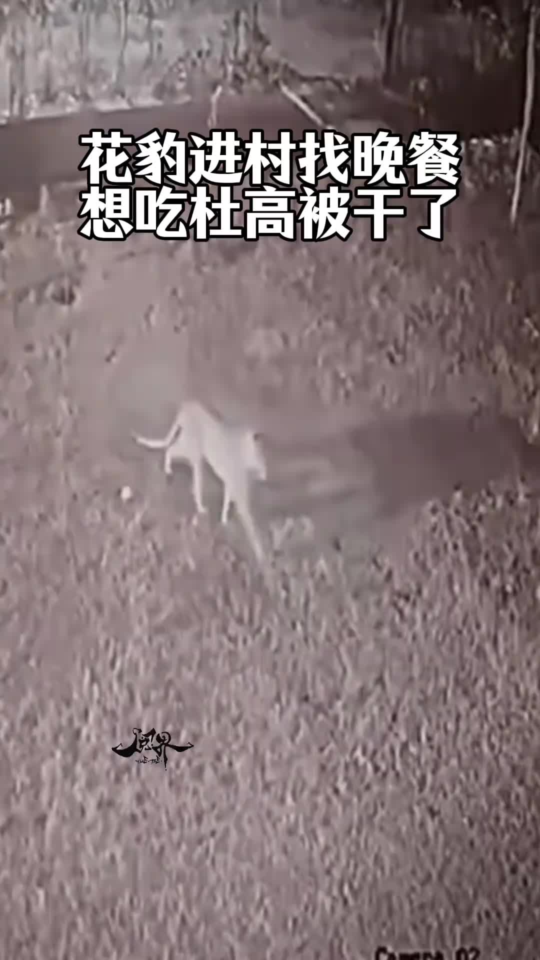 杜高给花豹上了一课