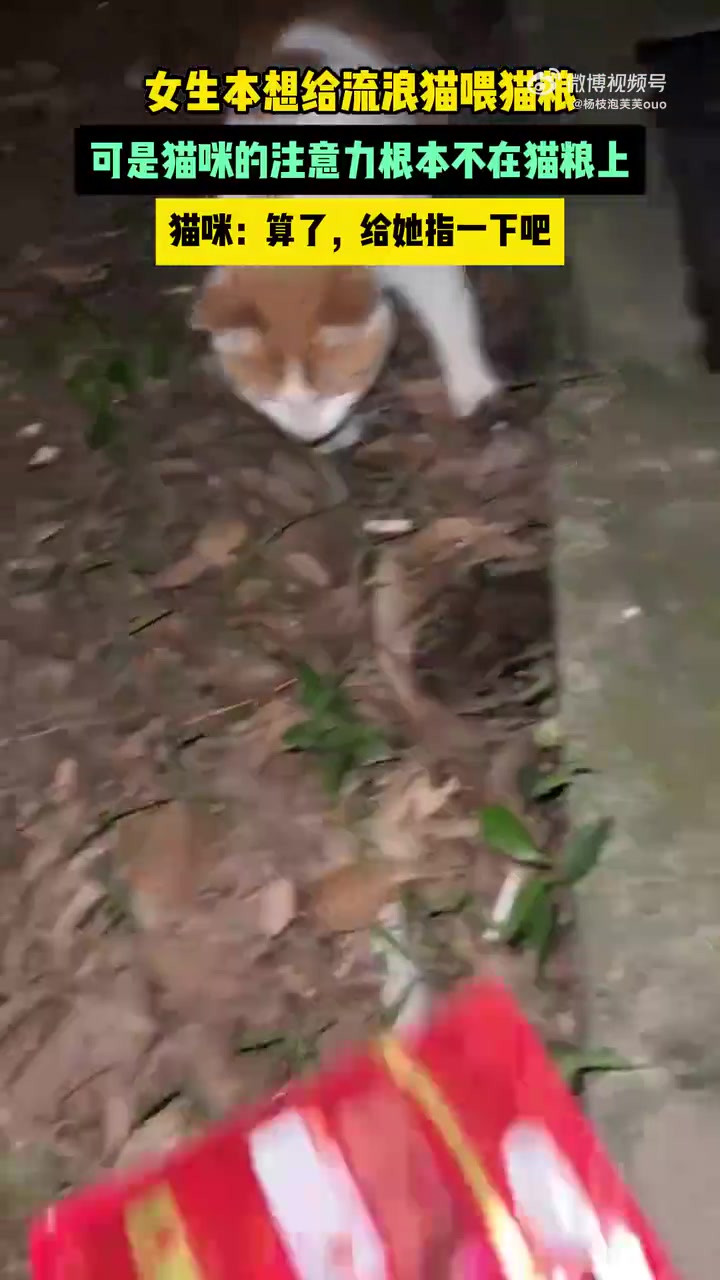 女生本想给流浪猫喂猫粮，可是猫咪的注意力根本不在猫粮上