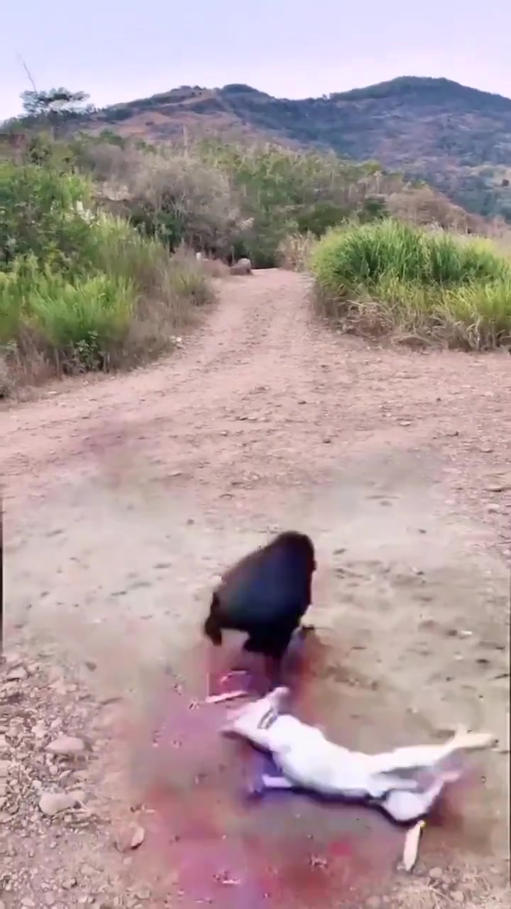 野猪和猎犬的战斗力，知道为什么猎人要同时带十几条猎犬了吧