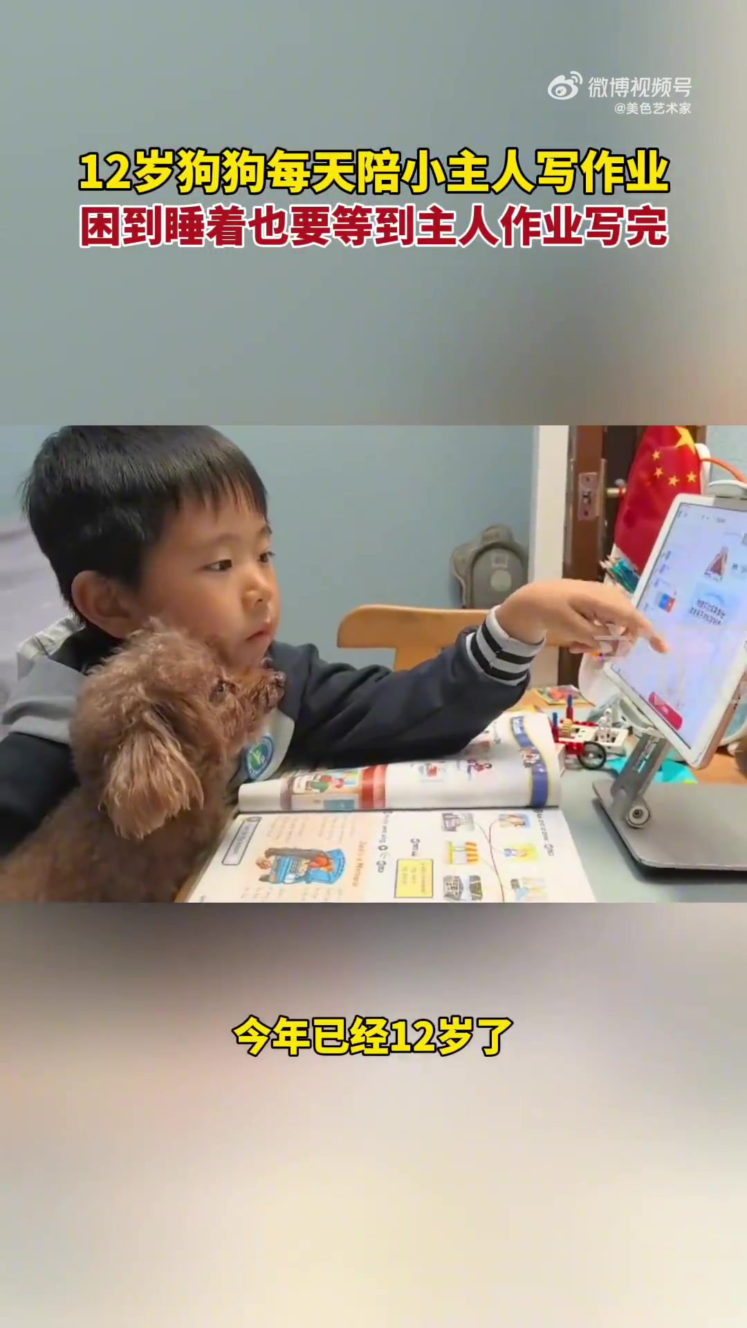 12岁狗狗陪小主人写作业，困了也等主人写完才睡