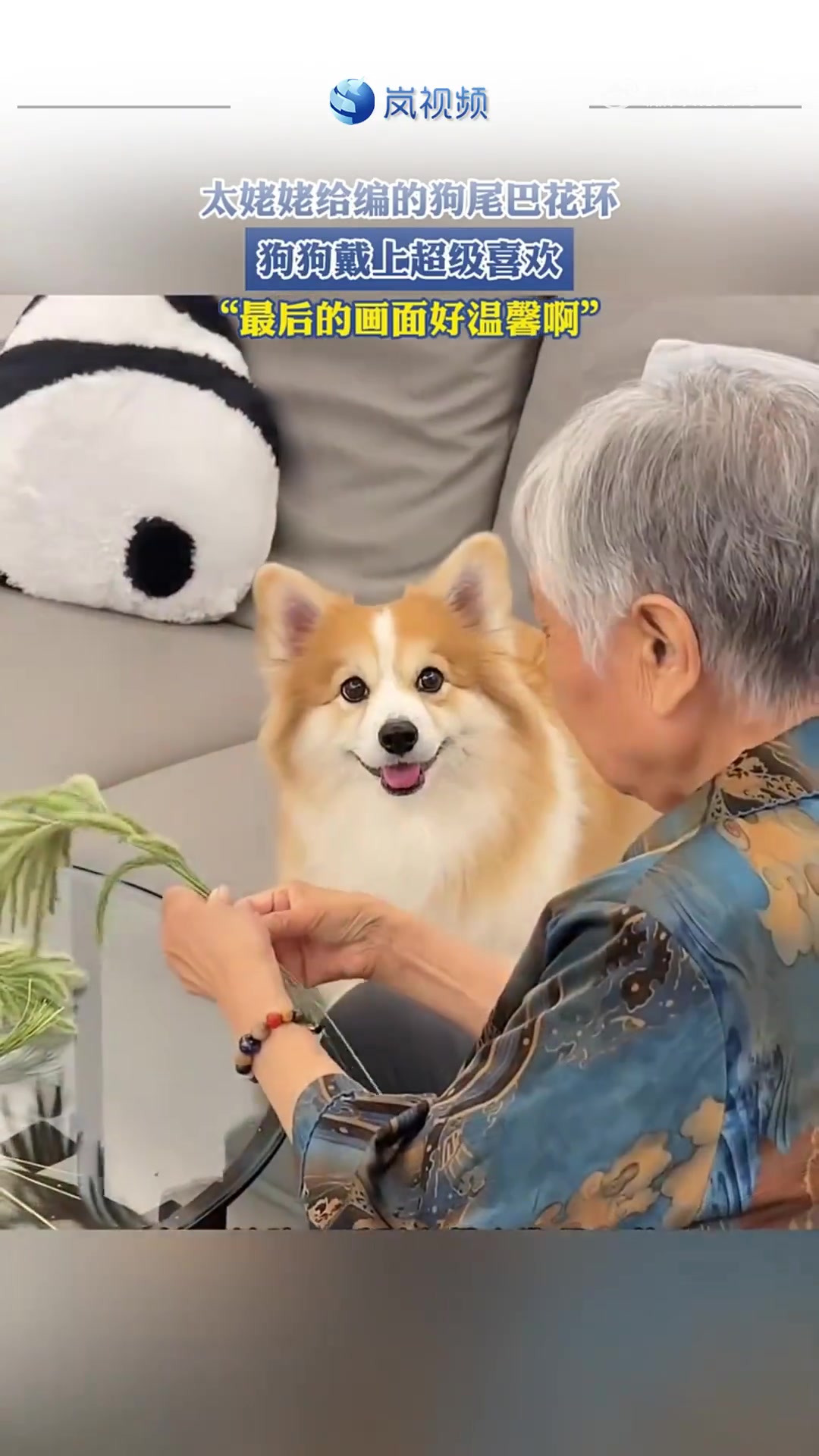 太姥姥编狗尾巴花环，狗狗爱戴，最后的画面很温馨