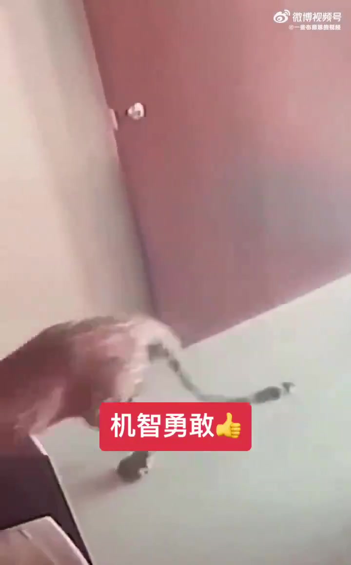 小朋友比东北虎大爷聪明