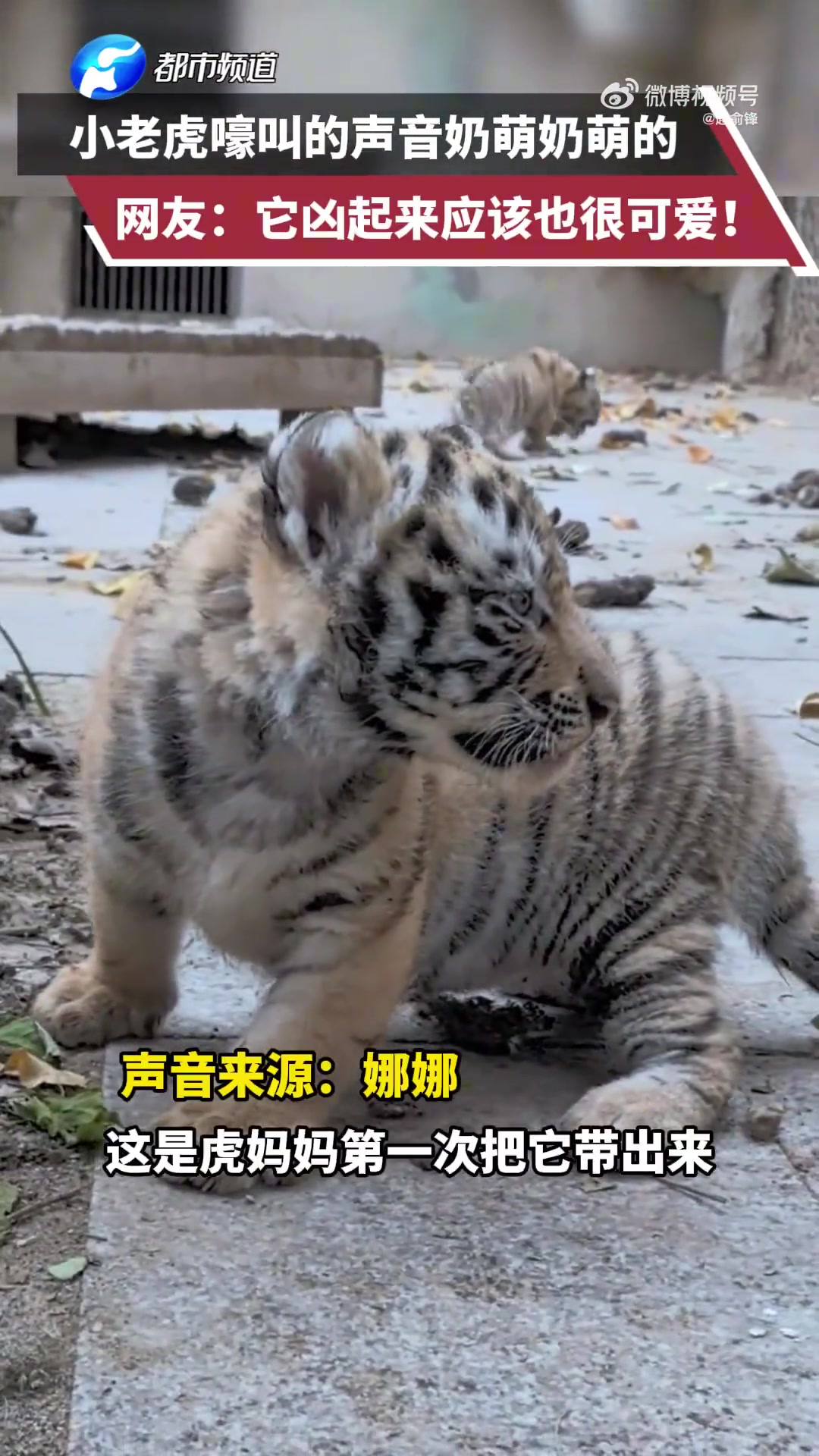小老虎嚎叫奶萌，网友：凶起来也可爱