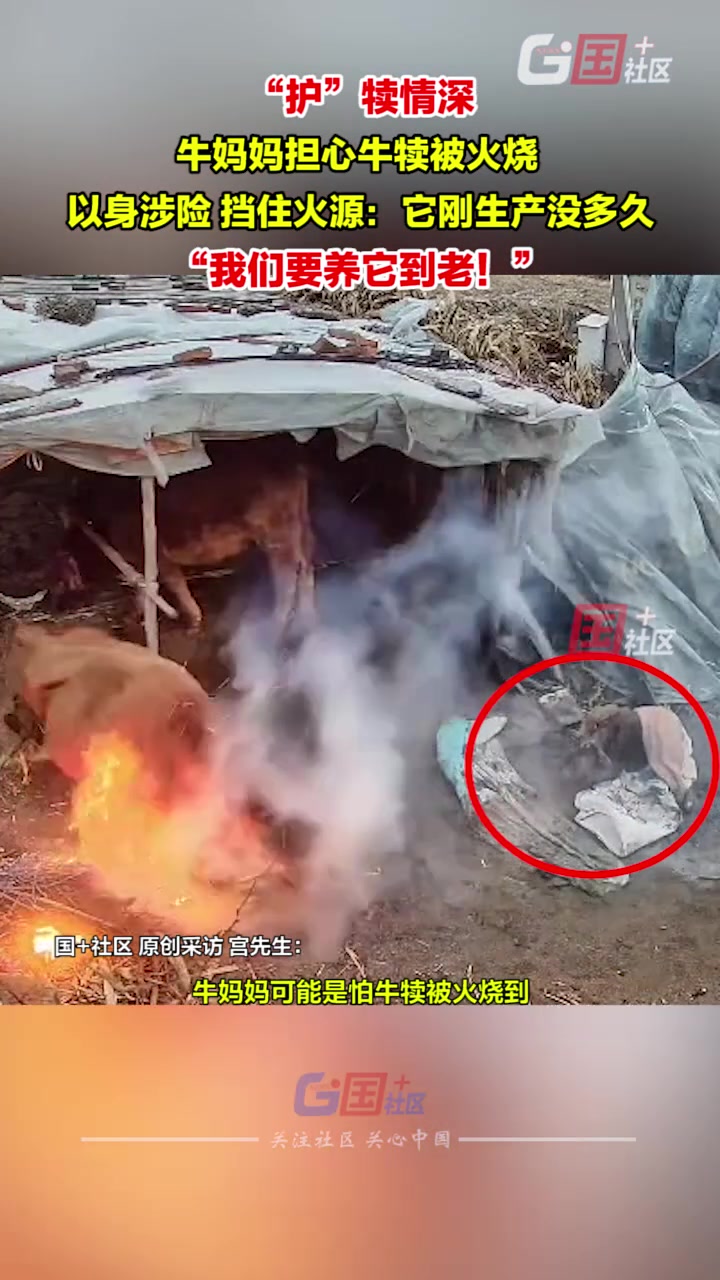 “护”犊情深！牛妈妈担心小牛犊被火烧，以身涉险，挡住火源