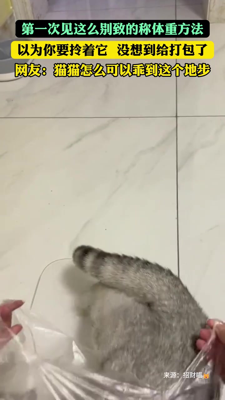 这么别致的给猫称体重的方式，属实是第一次见到