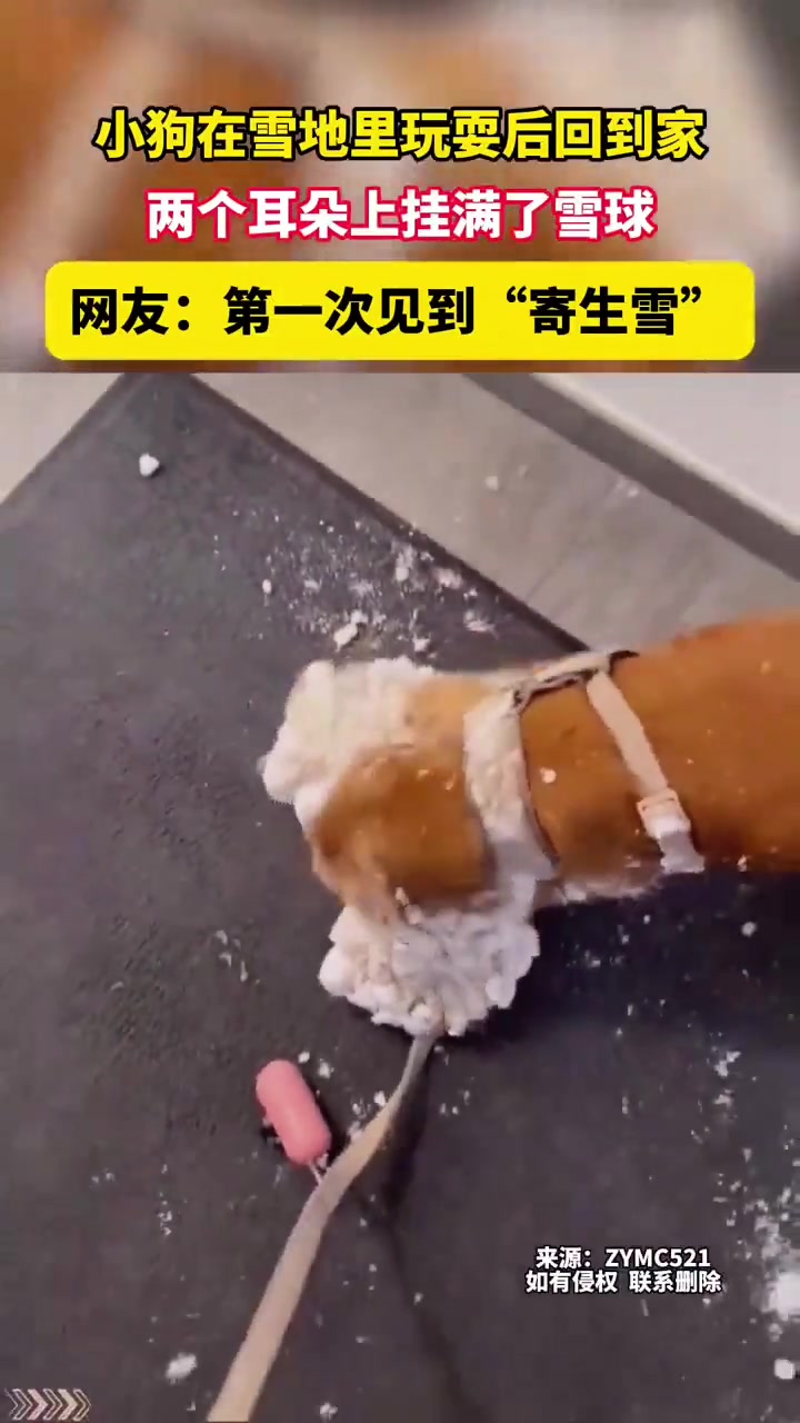 小狗在雪地里玩耍后回到家，两个耳朵上挂满了雪球