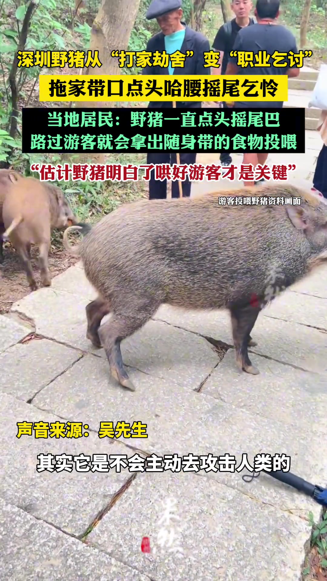 野猪从“打家劫舍”变“职业乞讨”，拖家带口点头哈腰摇尾乞怜