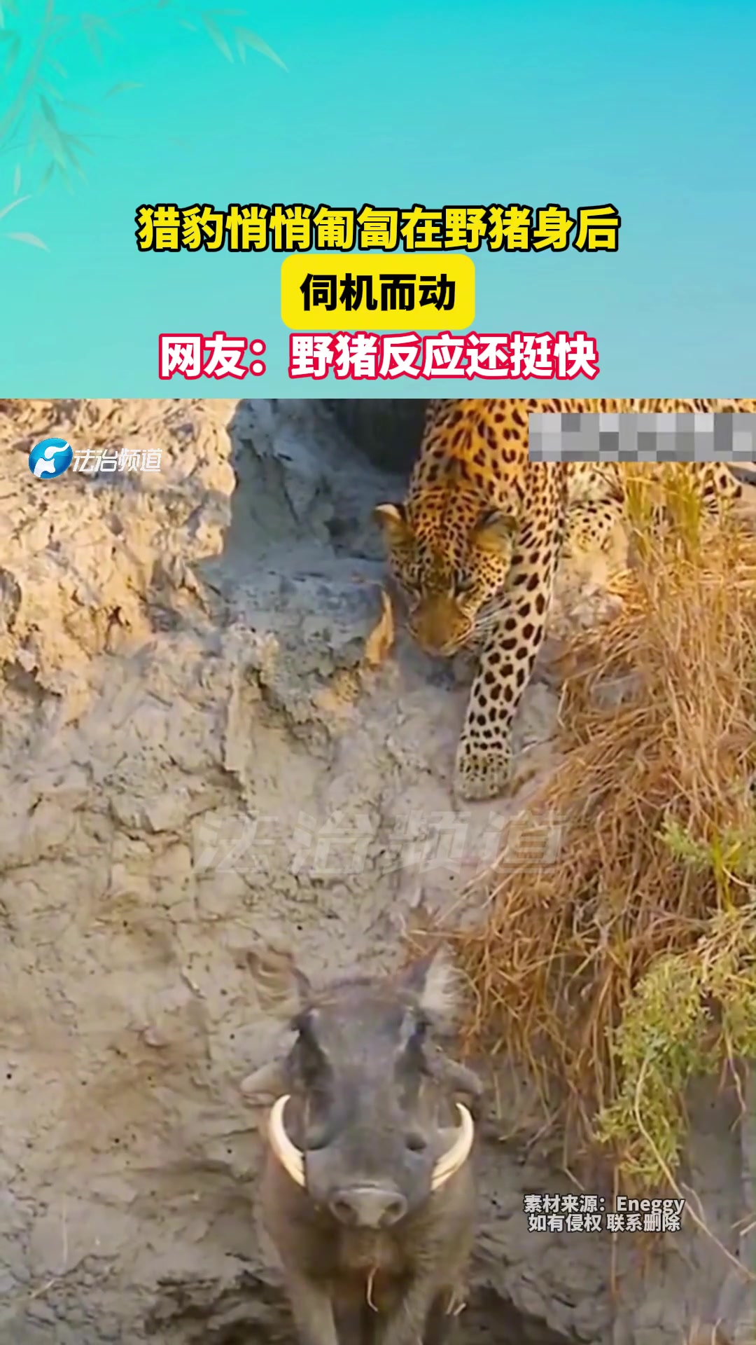 猎豹悄悄匍匐在野猪身后，伺机而动，网友野猪反应还挺快