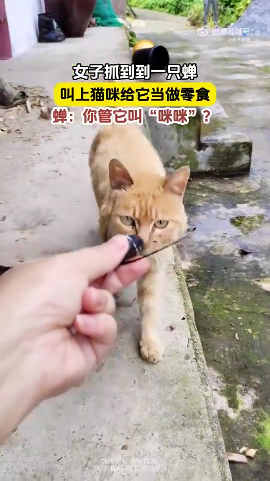 女子抓蝉给猫当零食，蝉：管猫叫“咪咪”