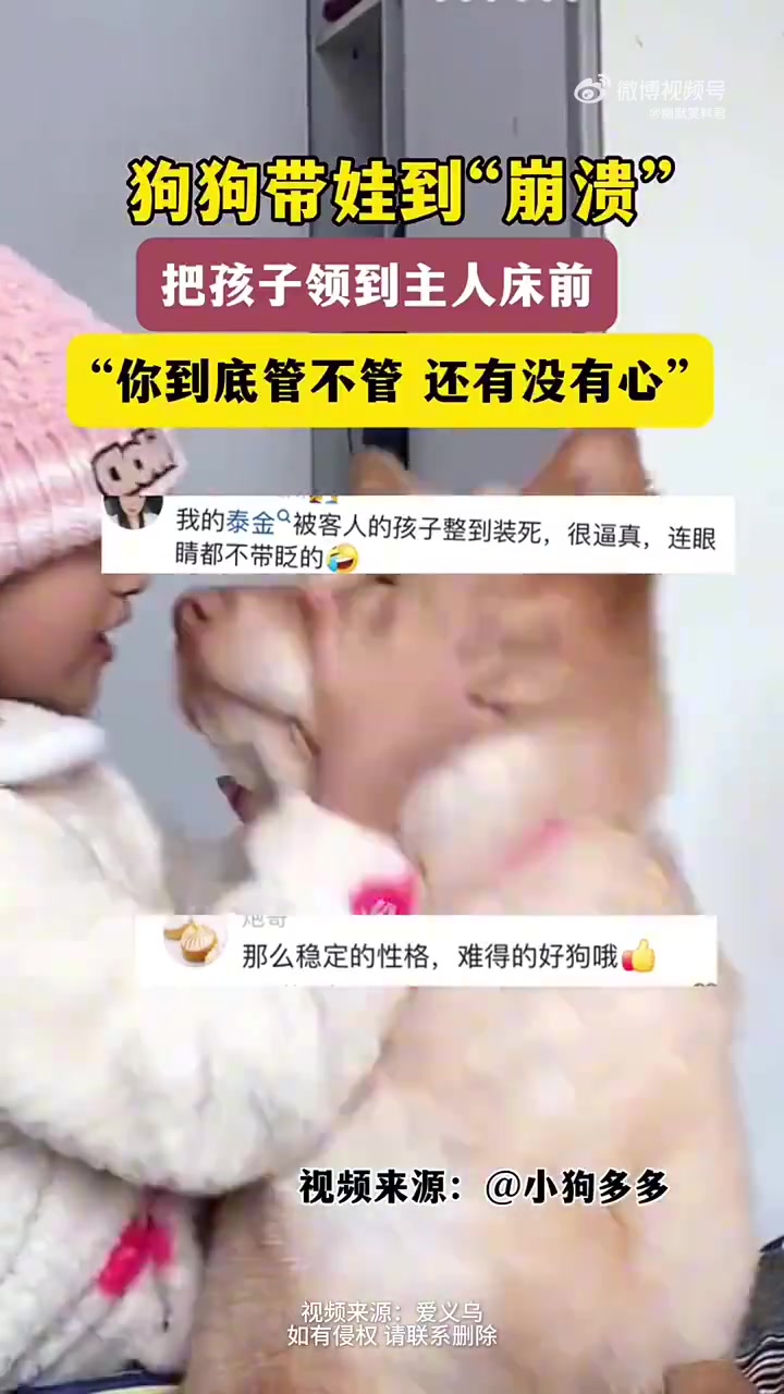 狗狗带娃带到“崩溃”