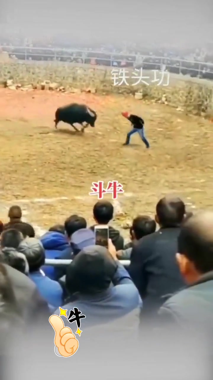 倒下的那个是假牛、带红帽那个是真牛！