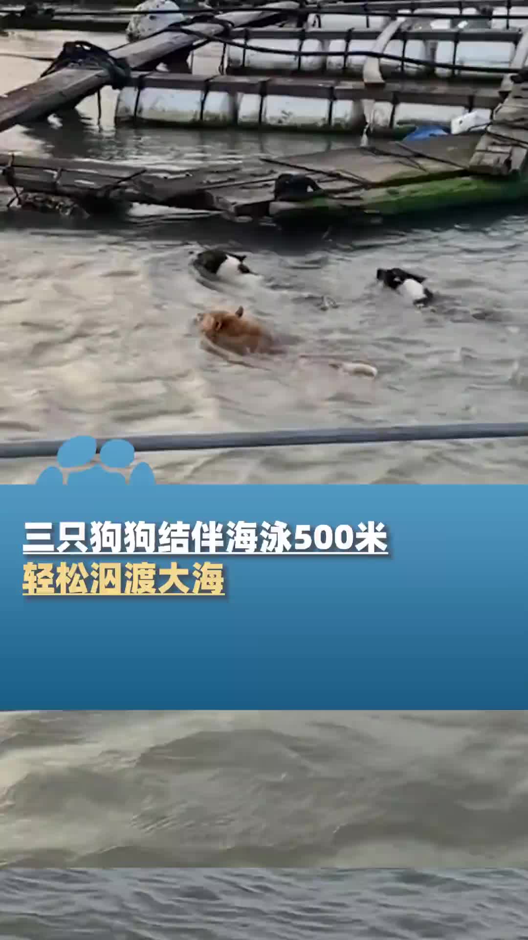 三只狗狗结伴海泳500米，轻松泅渡大海