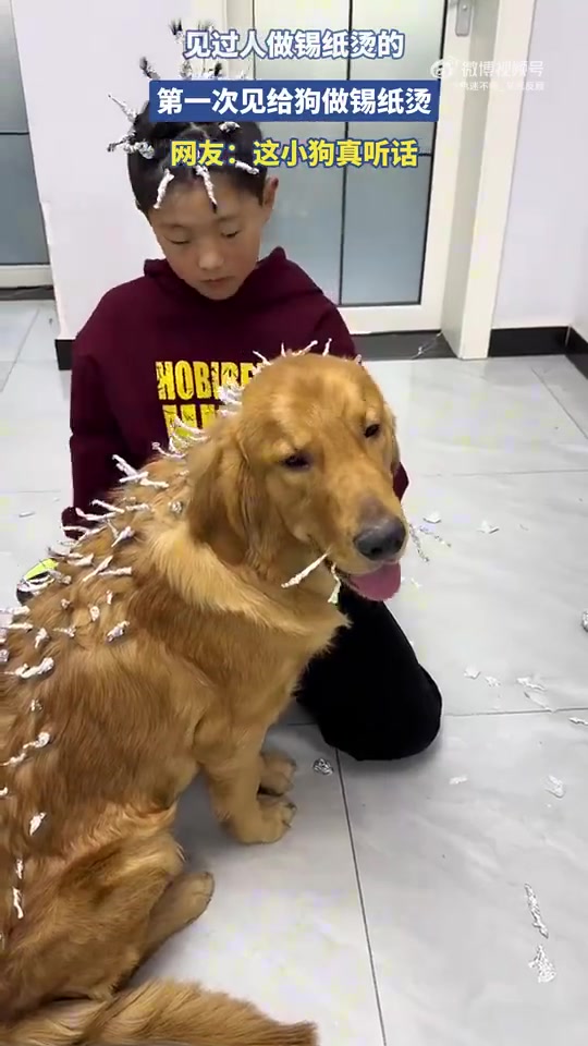 见过人锡纸烫，头回见给狗做锡纸烫