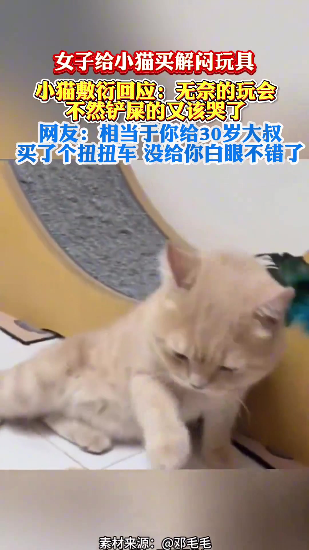 女子给小猫买解闷玩具，小猫敷衍回应