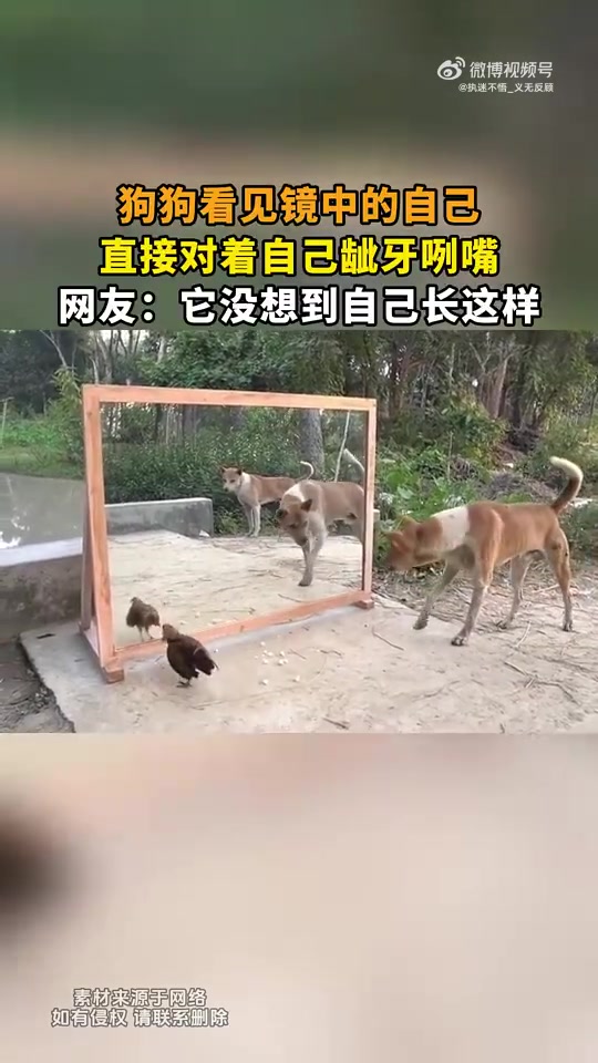 狗狗看镜中自己龇牙咧嘴，网友：它不知自己长这样