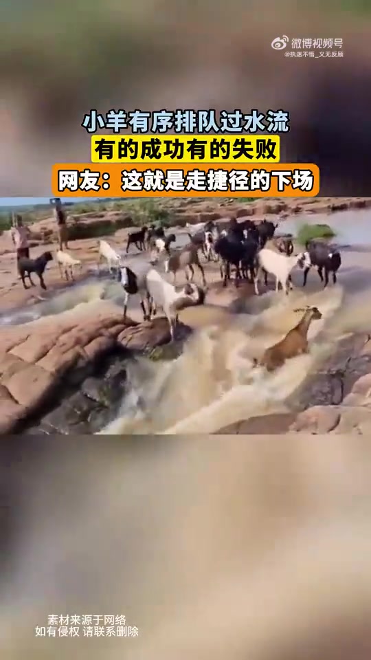 小羊排队过水流，有成功的也有失败的