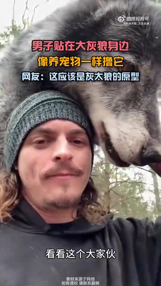 男子贴近大灰狼撸它，如同养宠物般