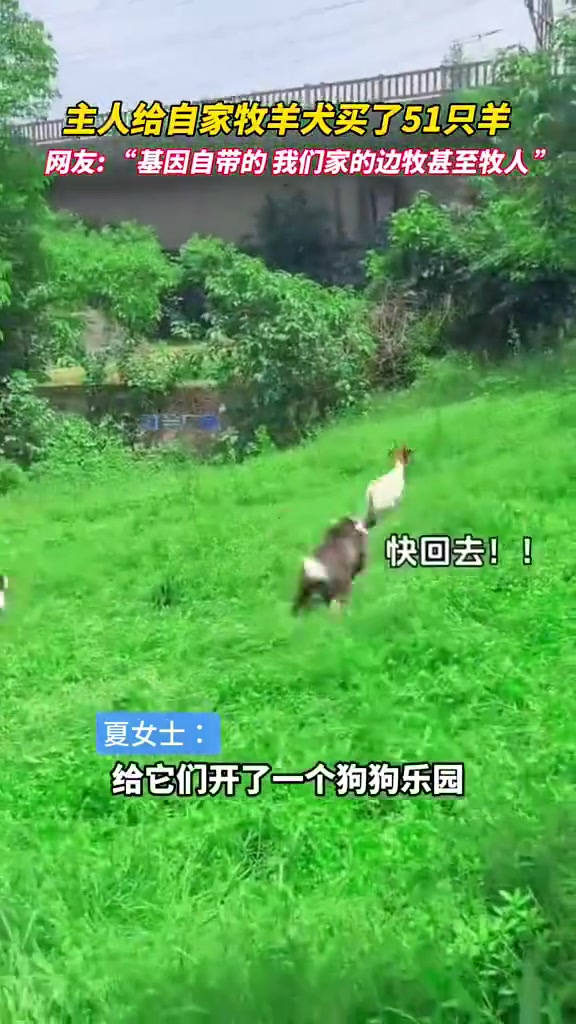 主人给牧羊犬买51只羊，开乐园，牧羊范围在乐园里
