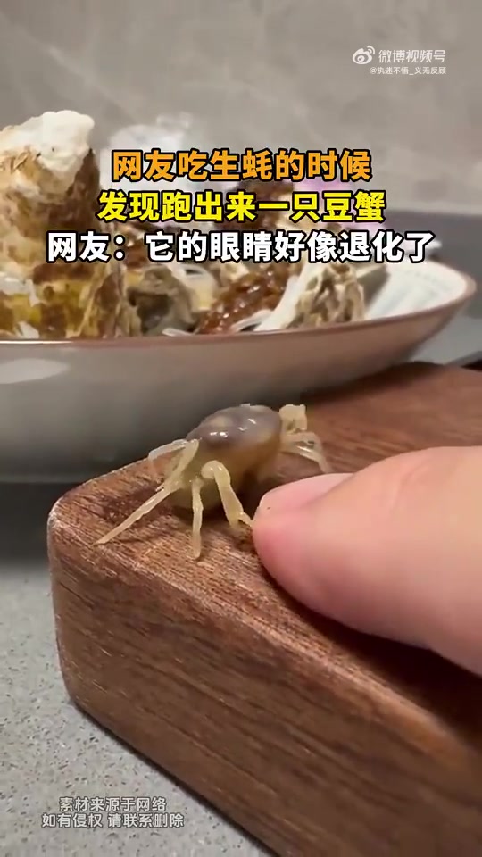 网友吃生蚝时生蚝里跑出豆蟹，网友称其眼睛像退化了