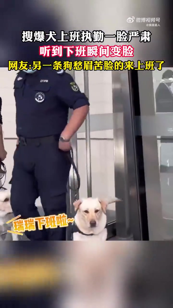 搜爆犬执勤一脸严肃，听到下班瞬间变脸