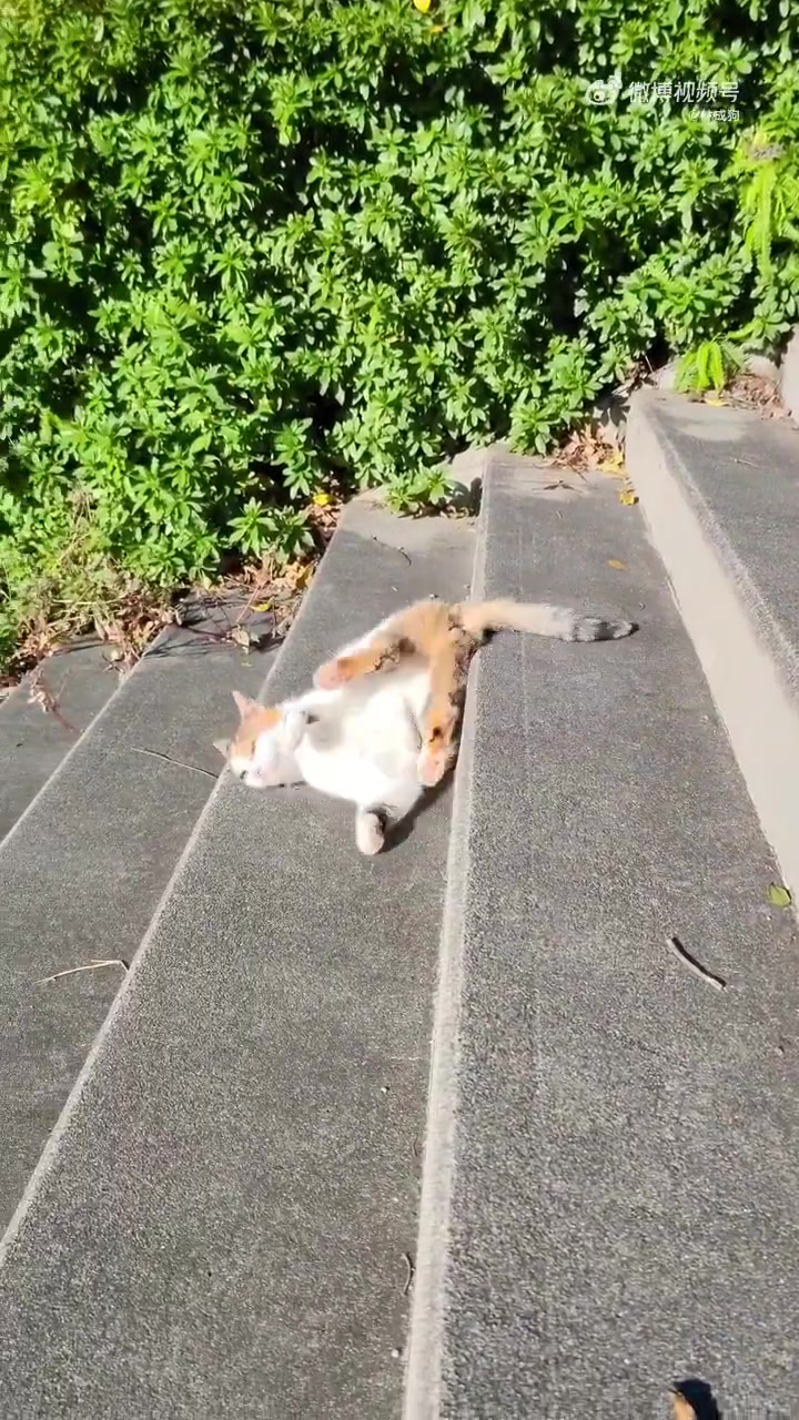 再一次印证了那句名言猫和老鼠是纪录片