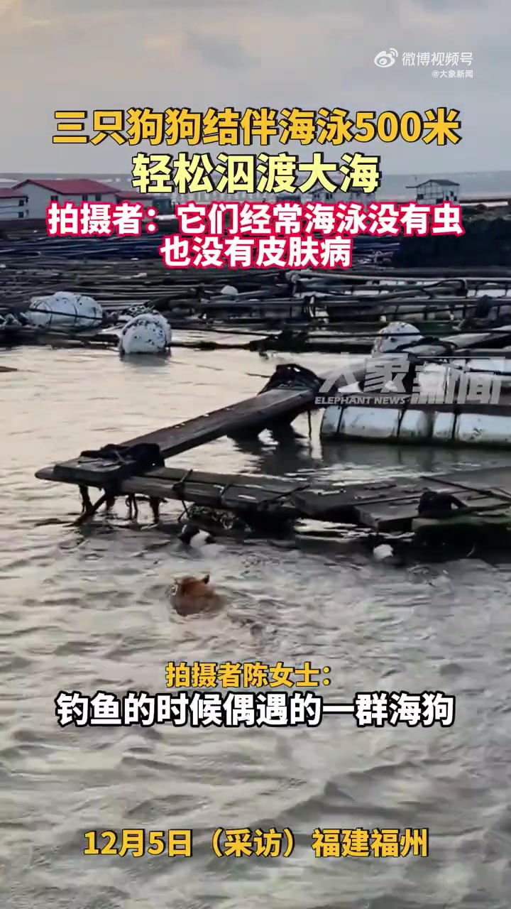 三只狗狗结伴海泳500米，轻松泅渡大海