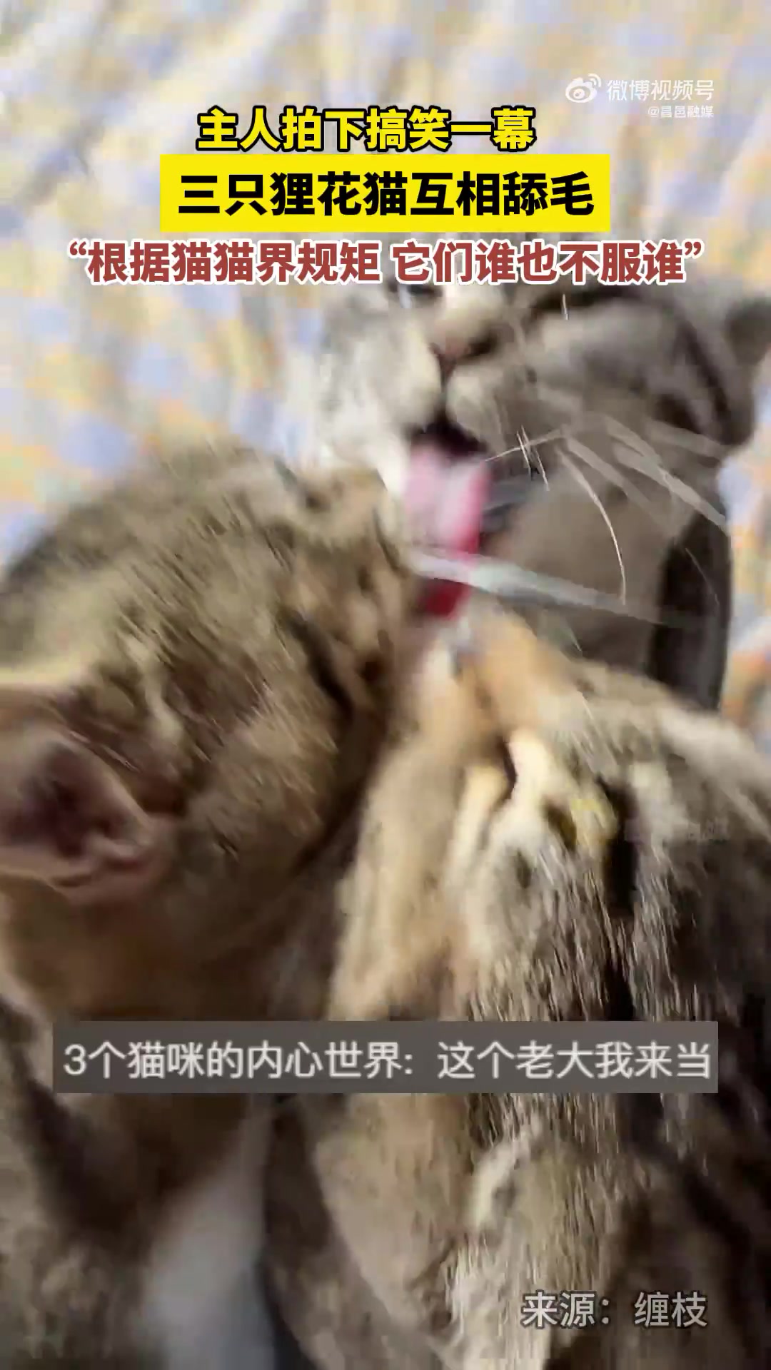 主人拍下搞笑一幕，三只狸花猫互相舔毛