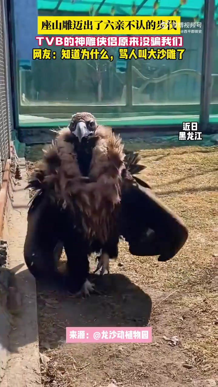 神雕侠侣原来没骗我们，原来真有大沙雕啊