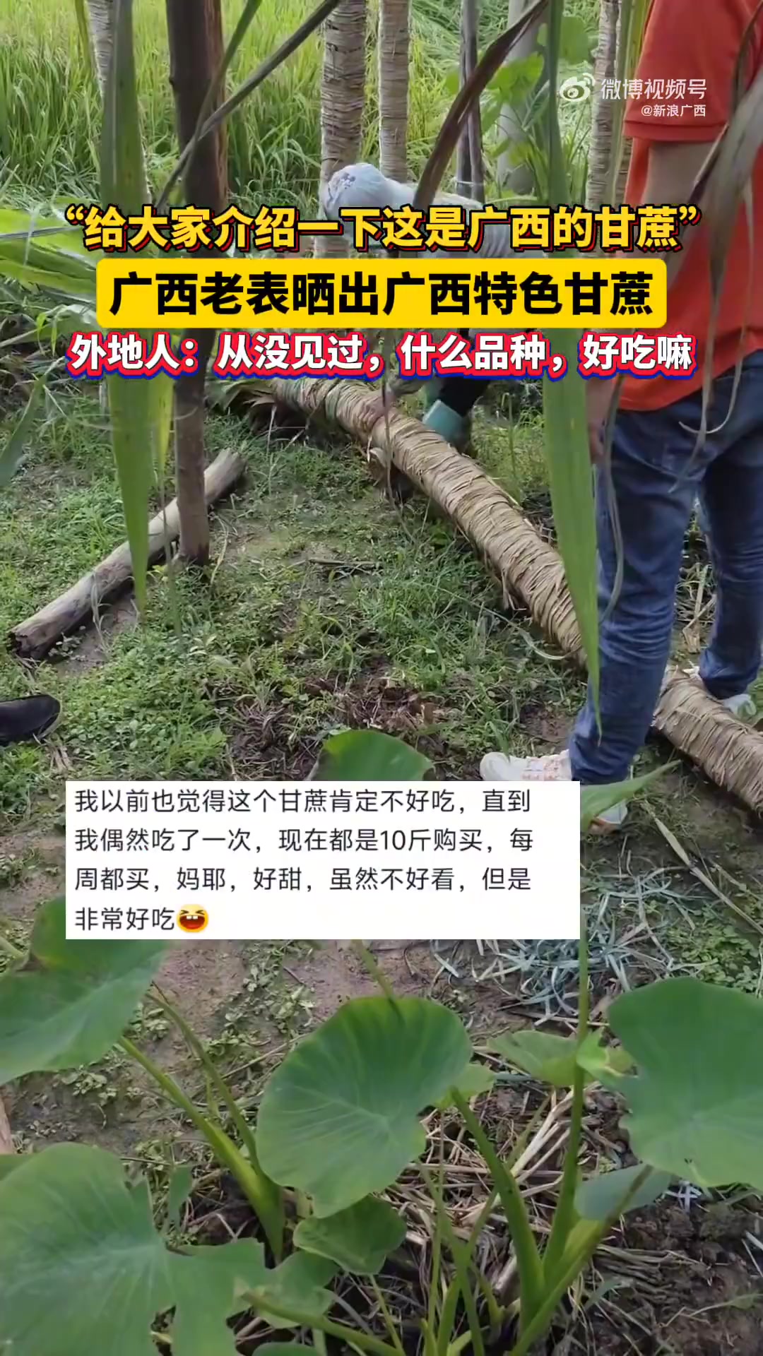 广西甘蔗居然还有隐藏款这长得像椰树的东西居然是甘蔗！