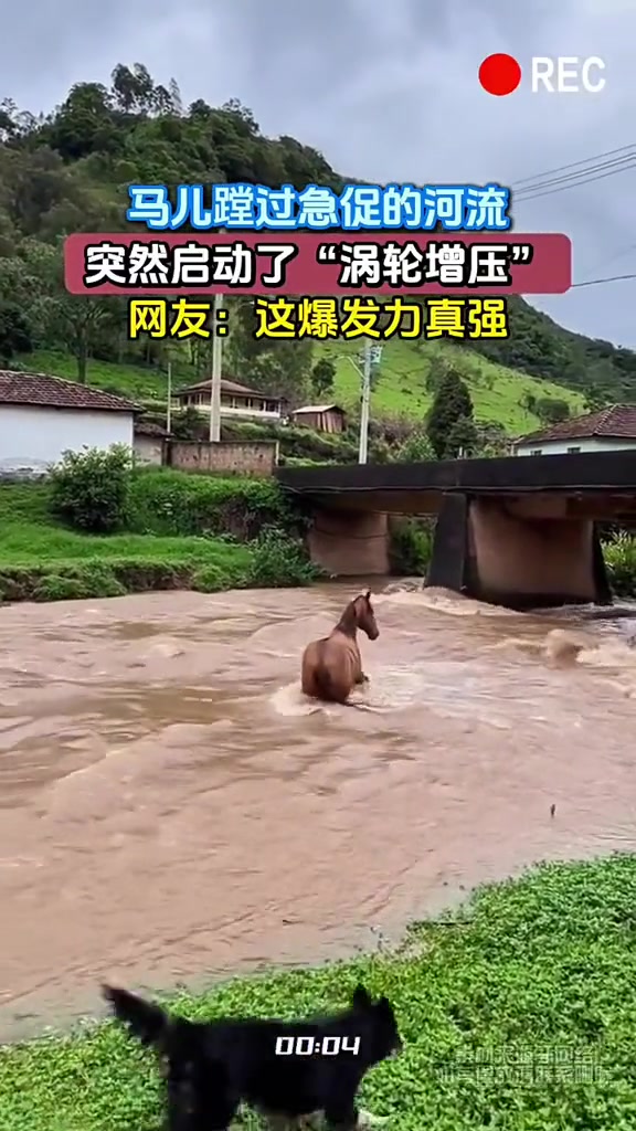 马儿蹚过急促的河流,突然启动了“涡轮增压”！这爆发力真强