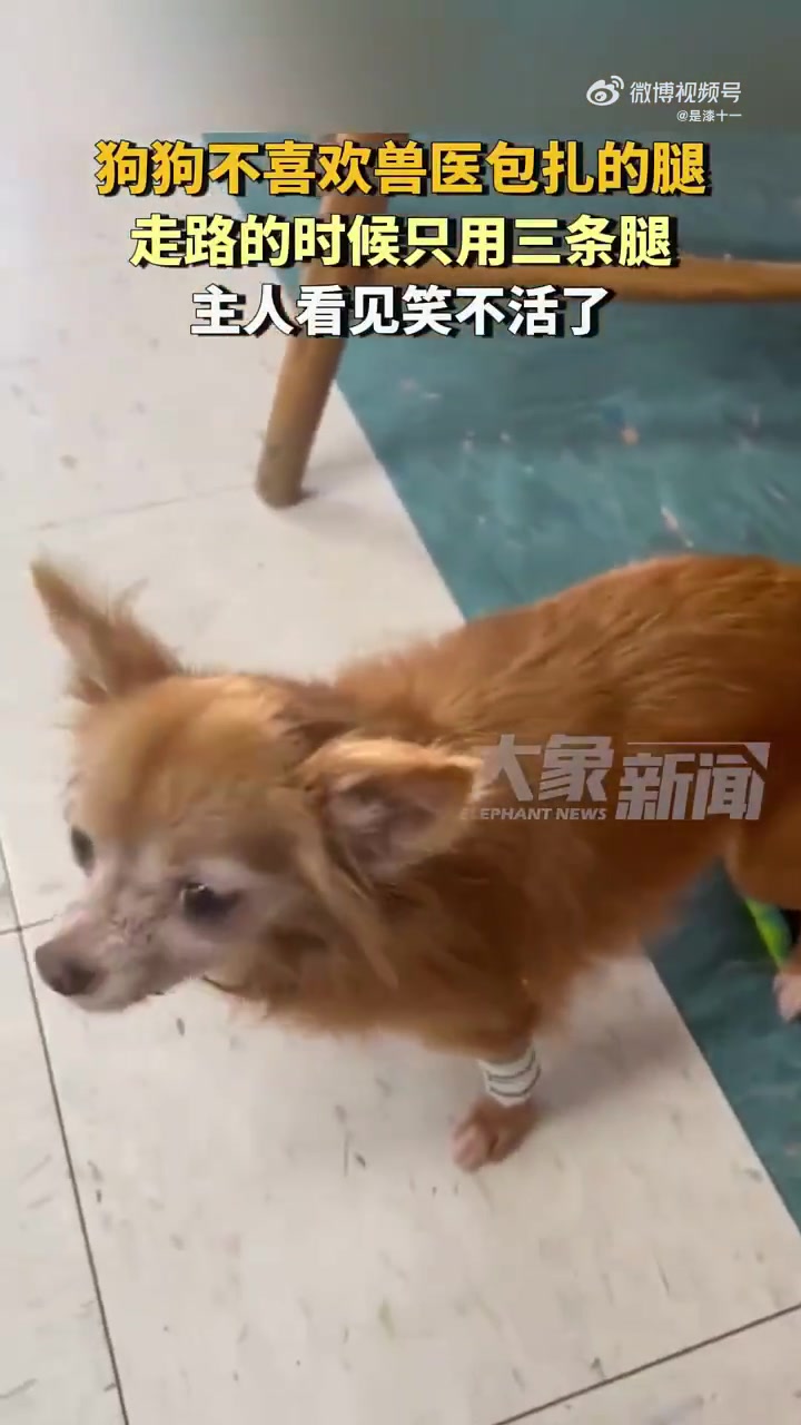 狗狗不喜欢兽医包扎的腿，走路的时候只用三条腿
